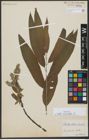 Foto von Salix viminalis L.